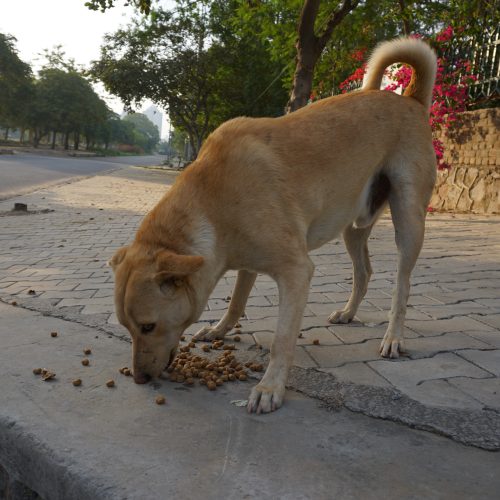 The Hunger Project