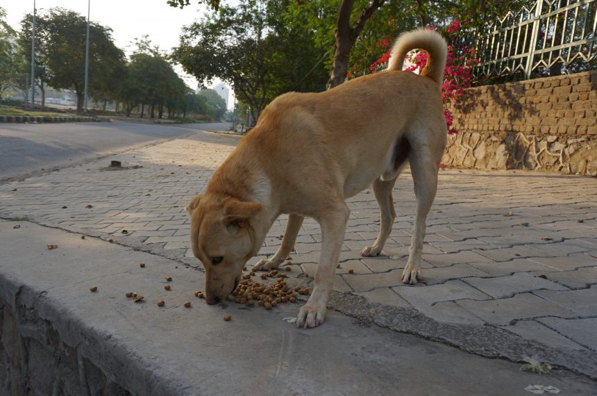 The Hunger Project